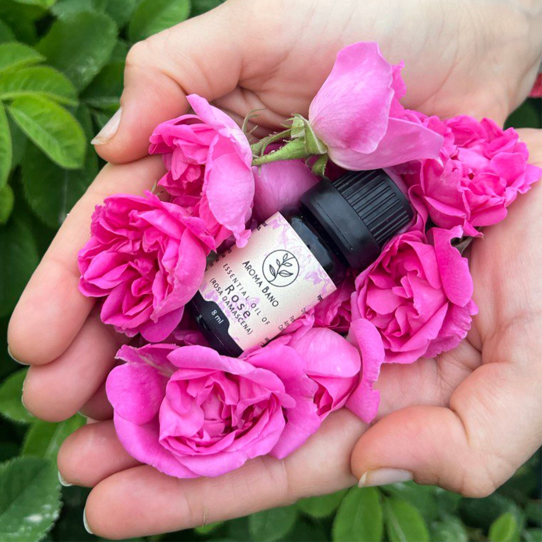 Olio essenziale di Rosa Damascena Aromabano tra petali di rosa tenuti tra le mani.