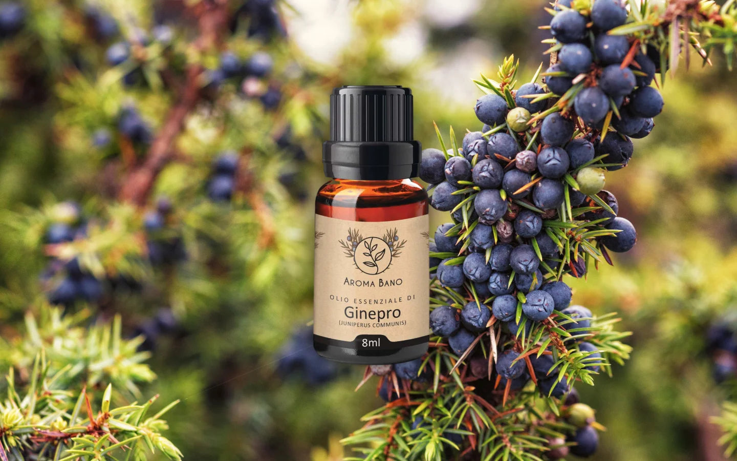 Olio essenziale di Ginepro con bacche di ginepro