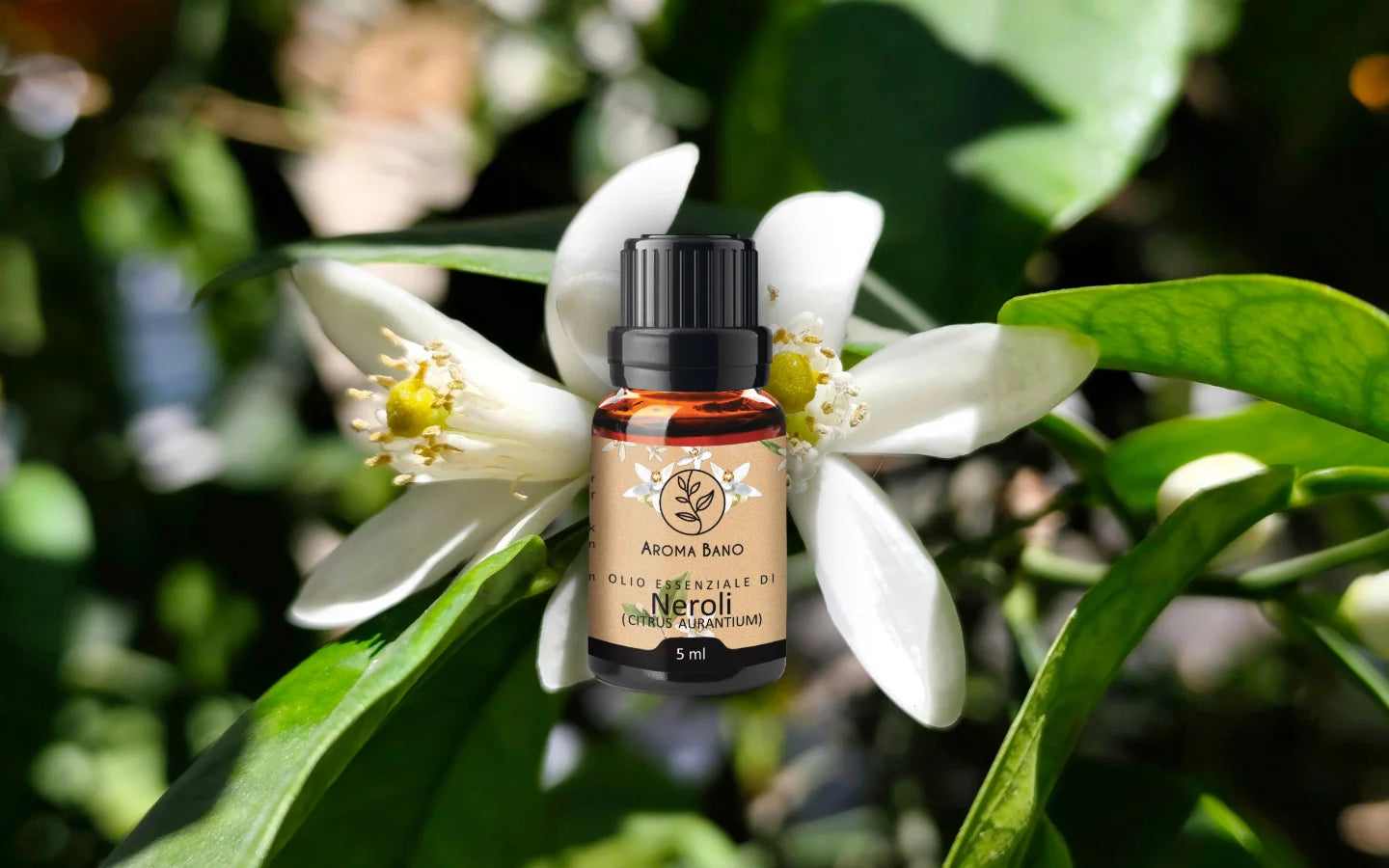 Olio essenziale di Neroli con fiori di neroli