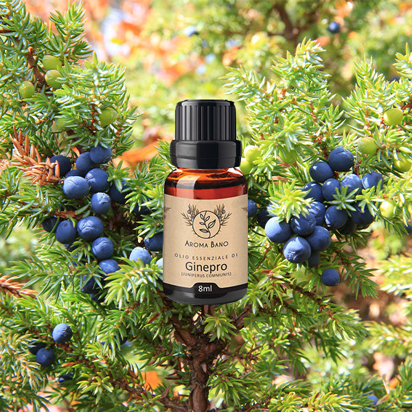 Olio essenziale di Ginepro Aroma Bano in bottiglia da 8 ml su rami verdi di ginepro con bacche blu